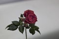 Scarlet rose with green leaves on a gray background