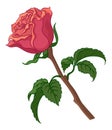 Rose Flower