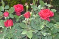 Rose Flower Gulab ka phool