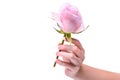 Girl`s natural nails in pink rose petals. Natural manicure on hands white background Royalty Free Stock Photo