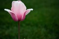 Rose flower head at home backyard garden after a winter rain Royalty Free Stock Photo