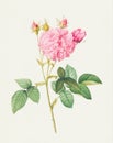 Rose Flower. Botanical flower illustration