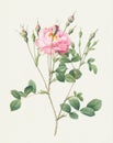 Rose Flower. Botanical flower illustration