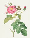 Rose Flower. Botanical flower illustration