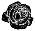 Rose Flower Vintage Woodcut Drawing Royalty Free Stock Photo