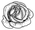 Rose Flower Vintage Woodcut Drawing Royalty Free Stock Photo