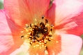 Rose flower infested with common pollen beetle, Brassicogethes aeneus