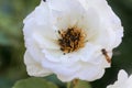 Rose flower infested with common pollen beetle, Brassicogethes aeneus