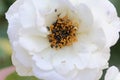 Rose flower infested with common pollen beetle, Brassicogethes aeneus