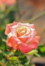 Rose flower isolated. flowers isolated Royalty Free Stock Photo