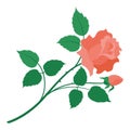 Rose flower isolated