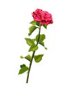 Rose flower isolated