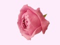 Rose flower isolated on white background nature greeting Royalty Free Stock Photo