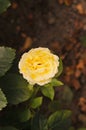 Rose flower in Kasrup  in Copenhagen Denmark Royalty Free Stock Photo