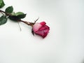 Rose flower lies on a white background. The petals of the rose Bud Royalty Free Stock Photo