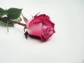 Rose flower lies on a white background. The petals of the rose Bud Royalty Free Stock Photo