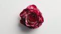 Rose flower on light background. Insertion space