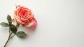 Rose flower on light background. Insertion space