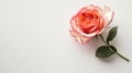 Rose flower on light background. Insertion space