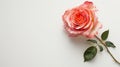 Rose flower on light background. Insertion space