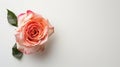 Rose flower on light background. Insertion space