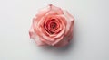 Rose flower on light background. Insertion space