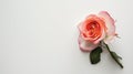 Rose flower on light background. Insertion space