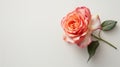 Rose flower on light background. Insertion space