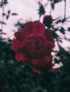 Rose flower lightroom rainyday Royalty Free Stock Photo