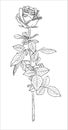 rose flower long stem with leaves vector sketch illustration