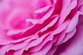 Rose flower macro closeup Royalty Free Stock Photo