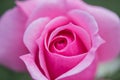 Rose flower macro closeup Royalty Free Stock Photo