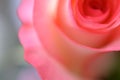 Rose flower macro, fragment, blurred image