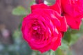 Rose flower macro. red rose flower closeup. High quality natural background. Beautiful background Royalty Free Stock Photo