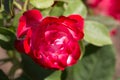 Rose flower macro. red rose flower closeup. High quality natural background. Beautiful background Royalty Free Stock Photo