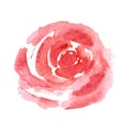 A rose flower in a minimalist style painted in watercolor isolated on a white background.