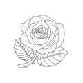 Rose Flower Monochrome Drawing For Coloring Book