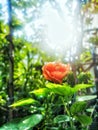 Rose flower in the morning Royalty Free Stock Photo