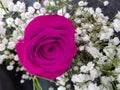 Mexican pink rose with foliage