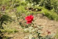 Blooming Red Rose Flower