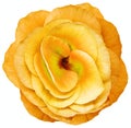 Rose flower orange. Flower isolated on  white   background. No shadows with clipping path. Close-up. Royalty Free Stock Photo