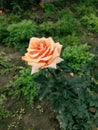 Rose flower with Orange petels Royalty Free Stock Photo