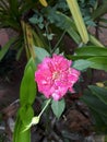 Rose Flower In Our Home Garden