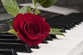 Rose flower over piano keyboard. Royalty Free Stock Photo