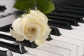 Rose flower over piano keyboard. Royalty Free Stock Photo