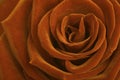 Rose flower Royalty Free Stock Photo