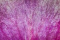 Rose flower petal macro closeup Royalty Free Stock Photo