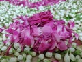 Rose flower, petals and jasmine closeup Royalty Free Stock Photo