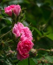 Rose flower. Photo plants in the garden on a green background.