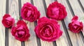 Rose flower photography on wooden background